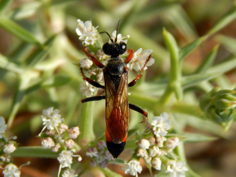 Femmina di Sphex funerarius (Sphecidae)